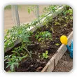 Jak sadzić pomidory w szklarni