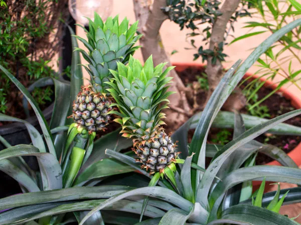Logisk trække evigt Jak wyhodować ananasa w domu