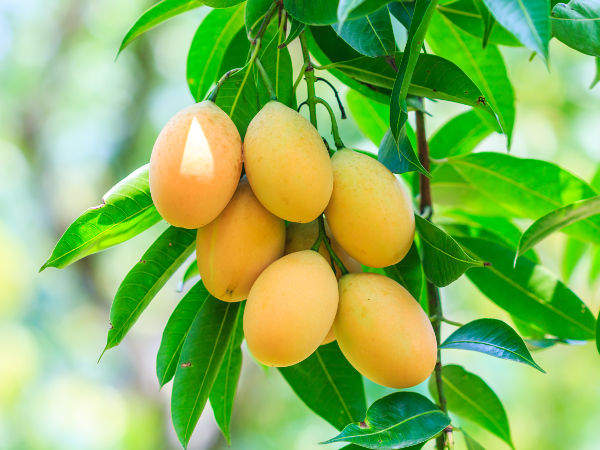 Jak wyhodować mango z pestki