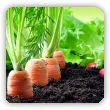 Jak założyć ogródek warzywny krok po kroku