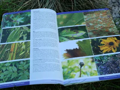 Katalog bylin - kwiaty trawy paprocie polecane przez Związek Szkółkarzy Polskich
