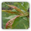 Kędzierzawość liści brzoskwini - zwalczanie ekologiczne i opryski