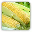 Kukurydza - wartości odżywcze, uprawa na działce, odmiany