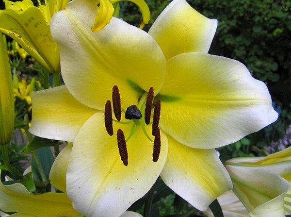 Lilie ogrodowe - odmiany, uprawa, jak i kiedy sadzić