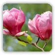 magnolia - uprawa, odmiany, choroby