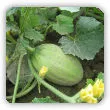 Melon - właściwości, odmiany, uprawa w Polsce, jak jeść