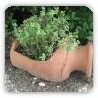 miniaturowy ogródek ziołowy