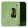 zwalczanie mrówek w ogrodzie