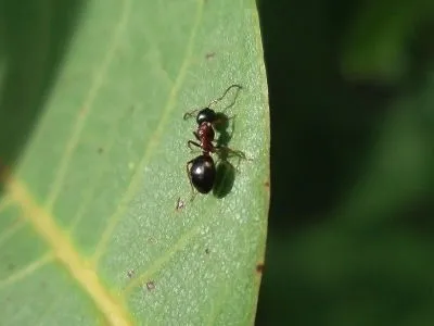 zwalczanie mrówek w ogrodzie