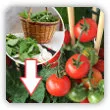 Nawóz z pokrzyw do pomidorów. Jak zrobić i stosować aby pomidory rosły jak szalone?