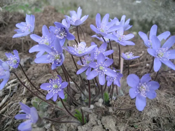 Niebieskie Kwiaty Wiosenne