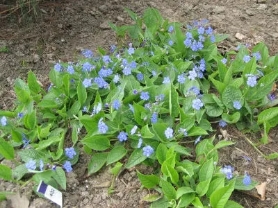 Niebieskie kwiaty wiosenne