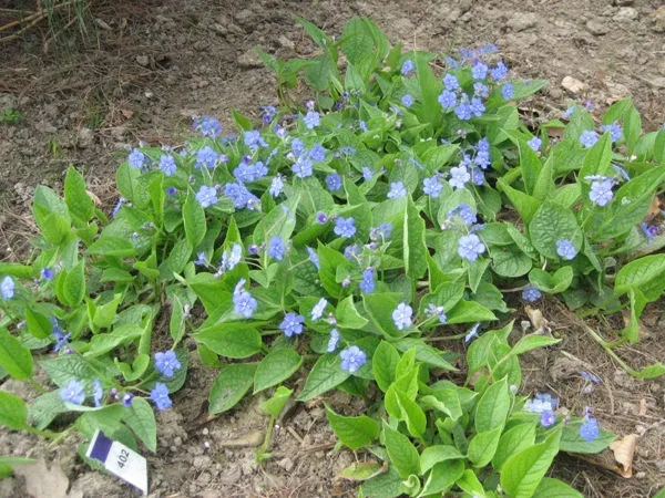 Niebieskie Kwiaty Wiosenne