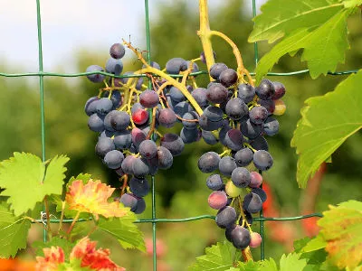 Amatorska uprawa winorośli przy płocie z siatki