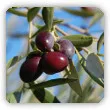 Oliwka europejska, drzewko oliwne - uprawa w doniczce