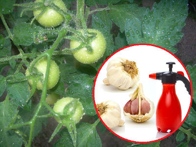 Striekanie cesnaku z paradajok
