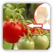 Oprysk z drożdży na pomidory i ogórki