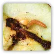 Owocówka jabłkóweczka - zwalczanie, oprysk na robaki w jabłkach