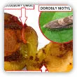Owocówka śliwkóweczka - zwalczanie, opryski na robaki w śliwkach
