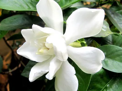 gardenia jaśminowata