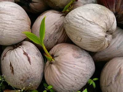 palma kokosowa - owoce, orzechy kokosowe
