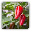 Papryczka chili - właściwości i uprawa w doniczce