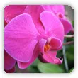 storczyk Phalaenopsis