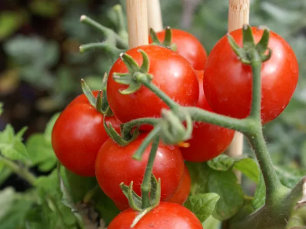 Pomidory - uprawa, sadzenie, odmiany