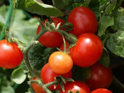 pomidory drobnoowocowe