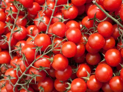 pomidory drobnoowocowe