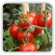 Pomidory - wysiew, sadzenie, uprawa, odmiany