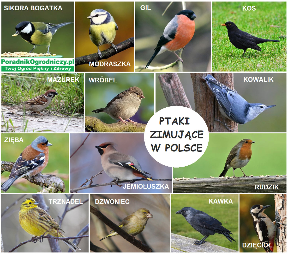 ptaki zimujące w Polsce