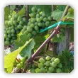 Rozmnażanie winorośli przez odkłady