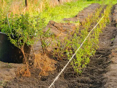 sadzenie żywopłotu z roślin z odkrytym korzeniem