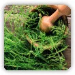 Skrzyp polny - właściwości lecznicze i zastosowanie w ogrodnictwie