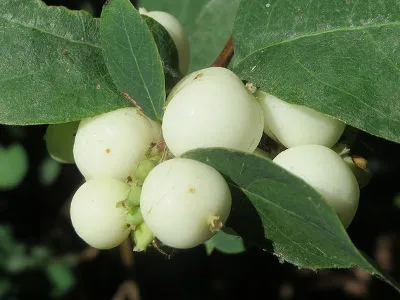 śnieguliczka biała - owoce