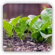 Szpinak warzywny. Właściwości odżywcze i uprawa w ogrodzie