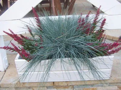 trawy ozdobne na balkon