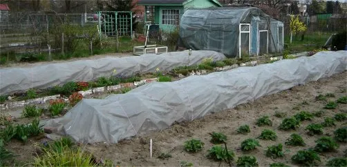 uprawa warzyw pod osłonami - tunel foliowy