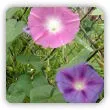 Wilec purpurowy - zastosowanie, wysiew nasion i uprawa w ogrodzie