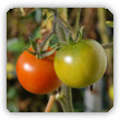 zielone pomidory