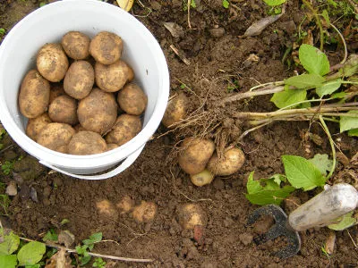 Ziemniaki - uprawa na działce