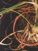 choroby roślin doniczkowych - fuzarioza