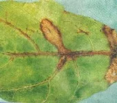 choroby roślin doniczkowych - szara pleśń